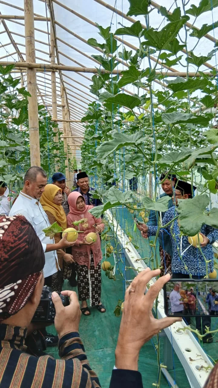 Panen Perdana Melon Premium Cluster Wakaf Produktif Kota Wakaf Gunung Kidul 